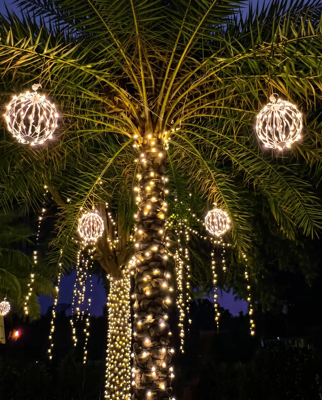 Palm tree wrapped in Christmas lights with hanging light spheres