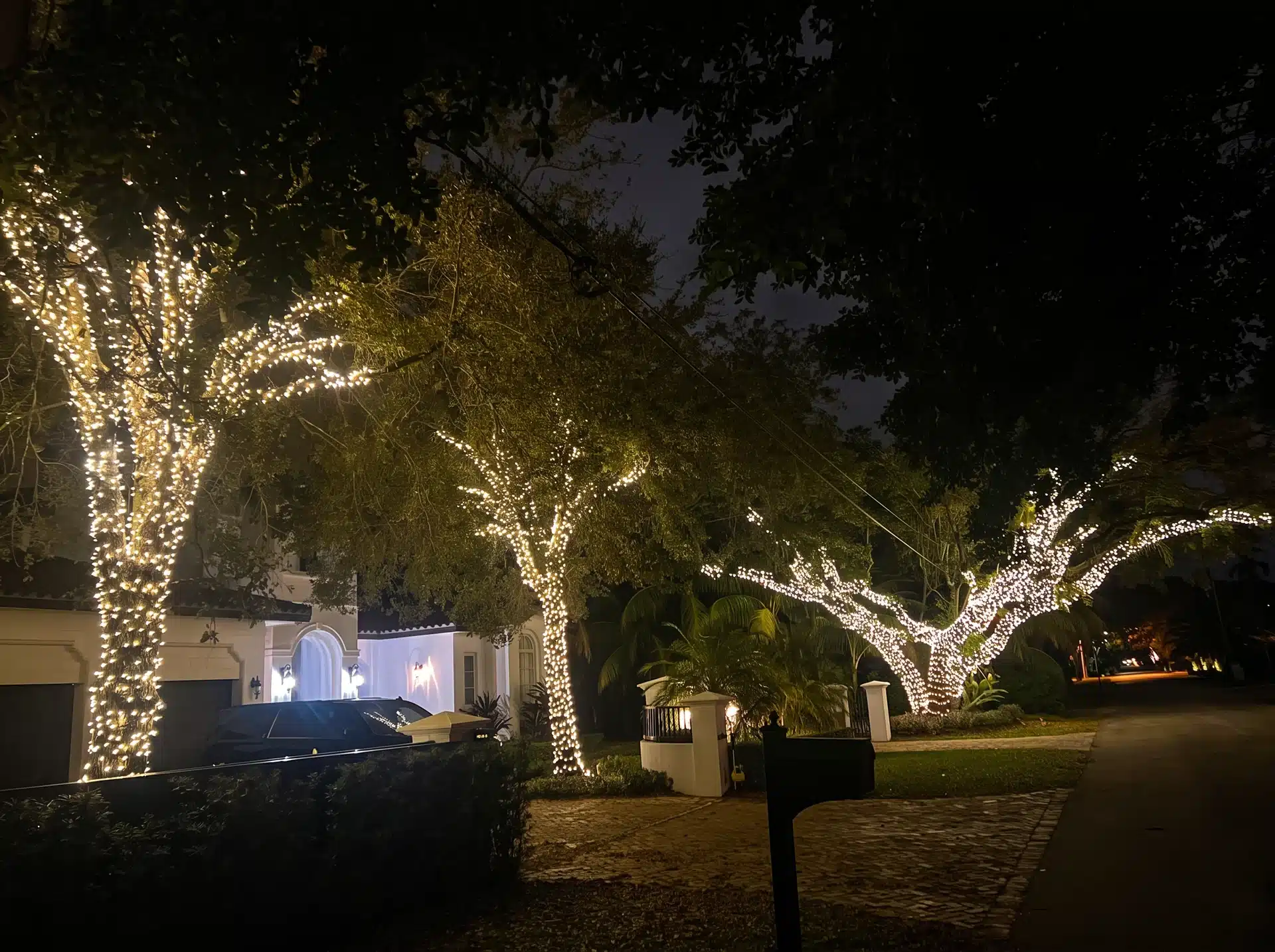 Large trees with Christmas lights wrapped on the trunks and branches